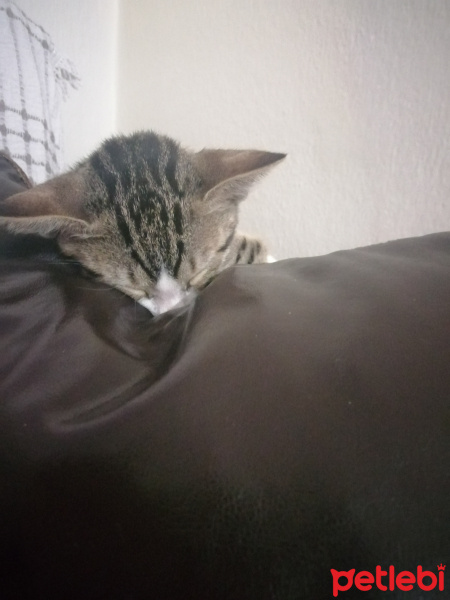 Tekir Kedi, Kedi  Minik fotoğrafı