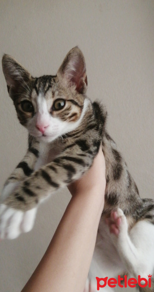 Tekir Kedi, Kedi  Minik fotoğrafı