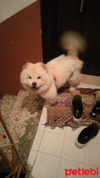 Chow Chow (çin Aslanı), Köpek  Lady fotoğrafı