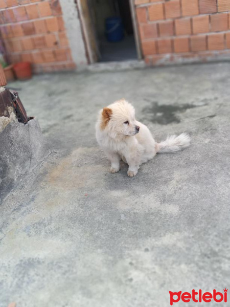 Chow Chow (çin Aslanı), Köpek  Lady fotoğrafı