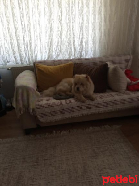 Chow Chow (çin Aslanı), Köpek  Lady fotoğrafı