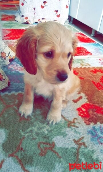 İngiliz Cocker Spaniel, Köpek  Lui fotoğrafı