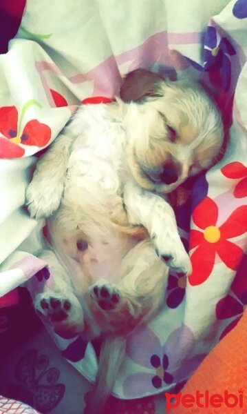 İngiliz Cocker Spaniel, Köpek  Lui fotoğrafı