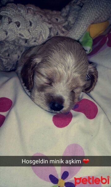 İngiliz Cocker Spaniel, Köpek  Lui fotoğrafı