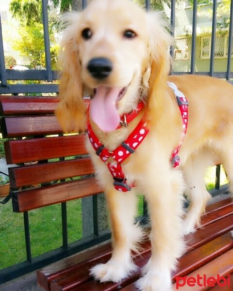 İngiliz Cocker Spaniel, Köpek  Lui fotoğrafı