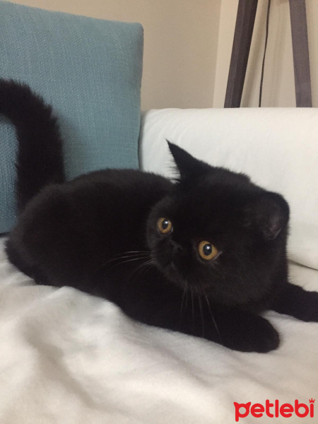 Exotic Shorthair, Kedi  Sasha fotoğrafı
