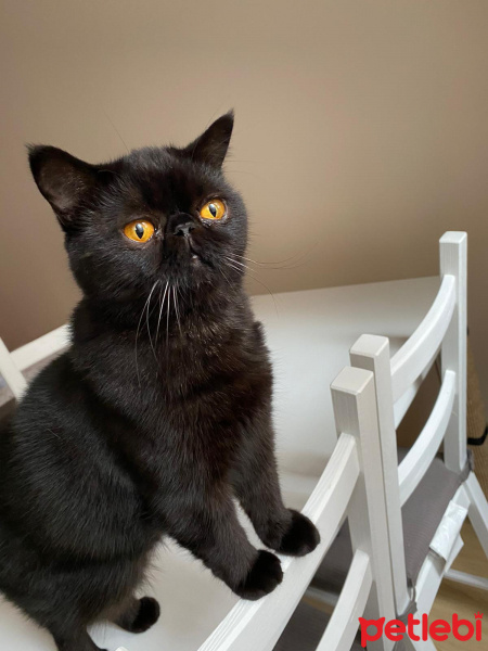 Exotic Shorthair, Kedi  Sasha fotoğrafı