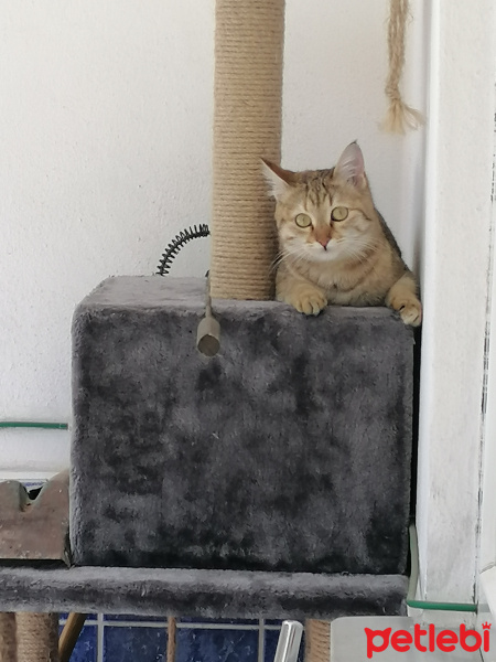 Tekir Kedi, Kedi  Piso fotoğrafı