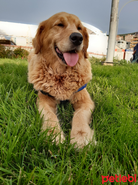 Golden Retriever, Köpek  Paşa fotoğrafı