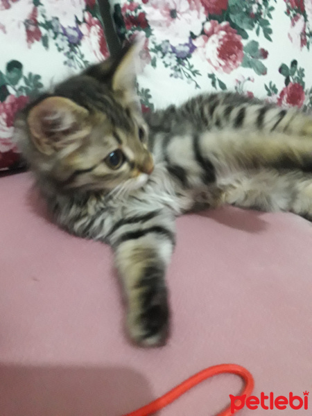 Tekir Kedi, Kedi  Merkür fotoğrafı