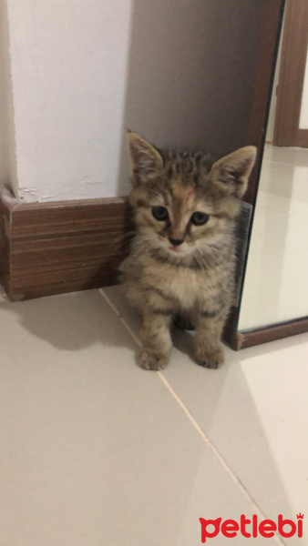 Tekir Kedi, Kedi  İsimsiz fotoğrafı