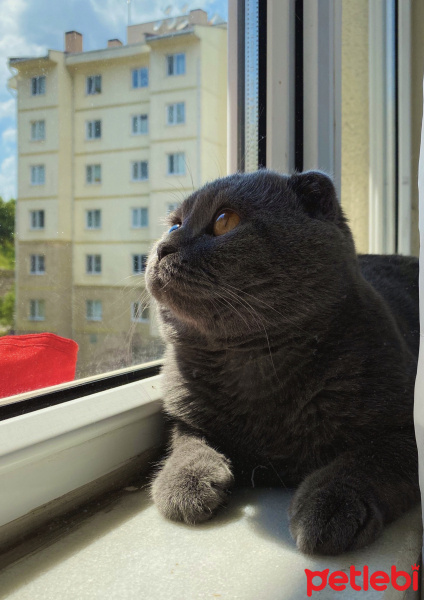 Scottish Fold, Kedi  Duman fotoğrafı