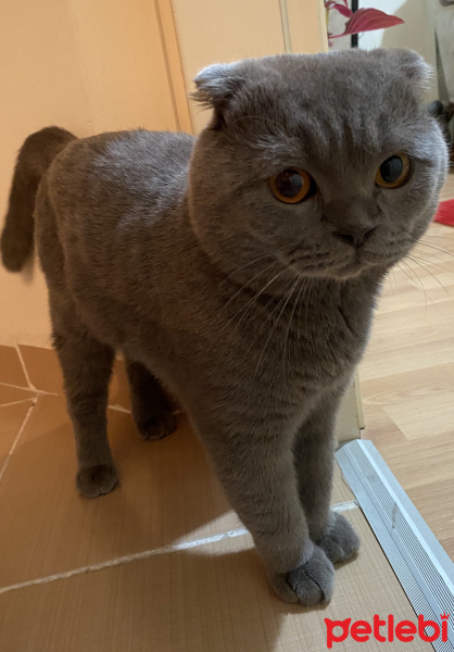 Scottish Fold, Kedi  Duman fotoğrafı