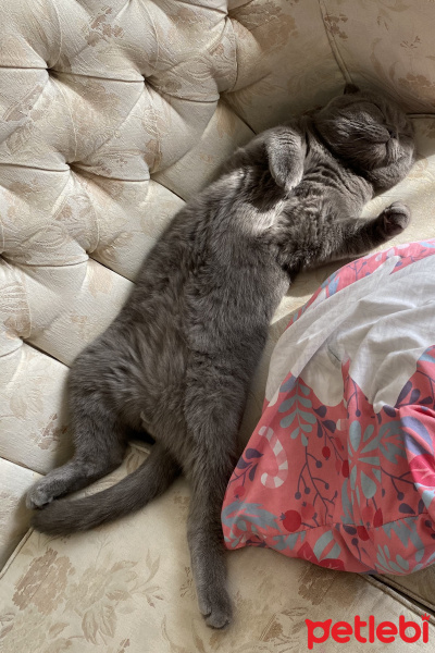 Scottish Fold, Kedi  Duman fotoğrafı