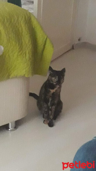 Tekir Kedi, Kedi  Şampi fotoğrafı