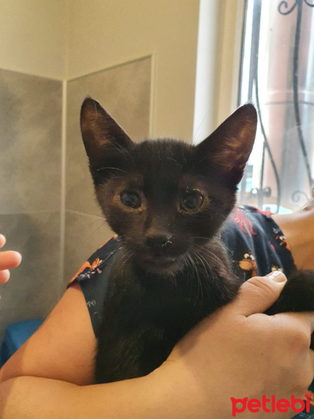 Tekir Kedi, Kedi  Kara Çocuklara ACİL Yuva fotoğrafı