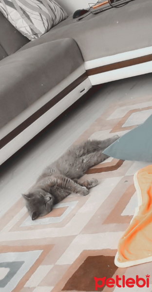 British Shorthair, Kedi  Gölge fotoğrafı