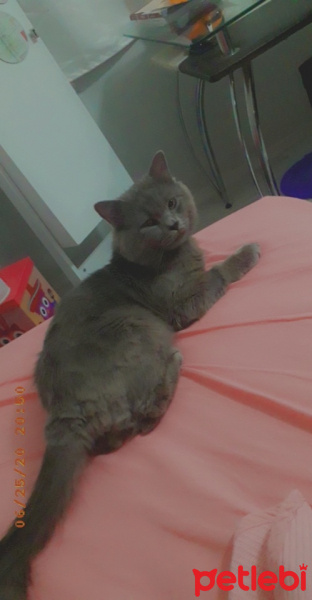British Shorthair, Kedi  Gölge fotoğrafı