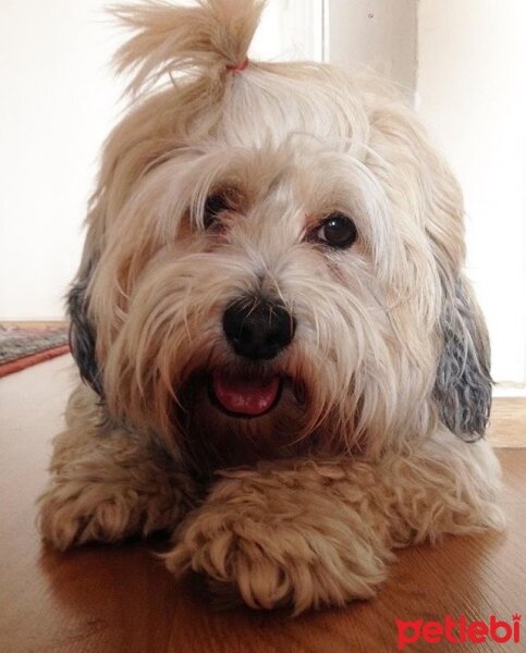 Maltese, Köpek  Tarçın fotoğrafı