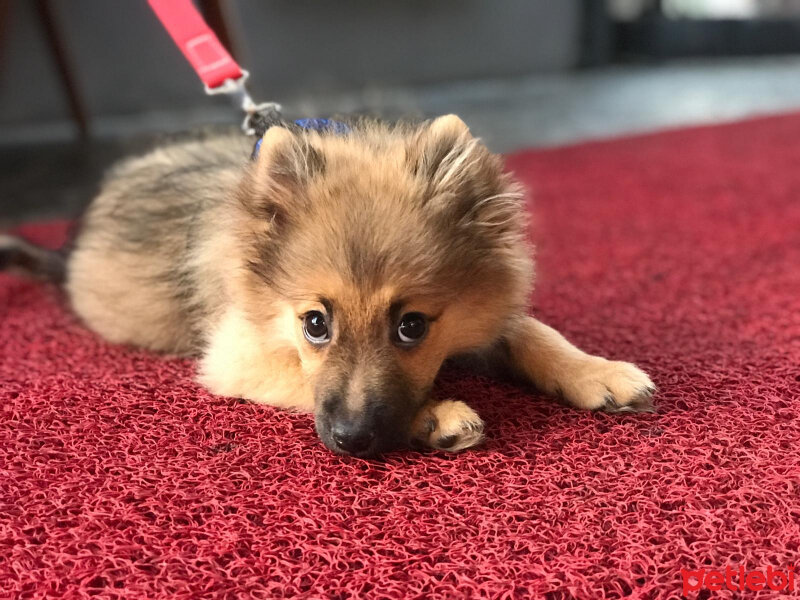 Pomeranyalı, Köpek  Max fotoğrafı