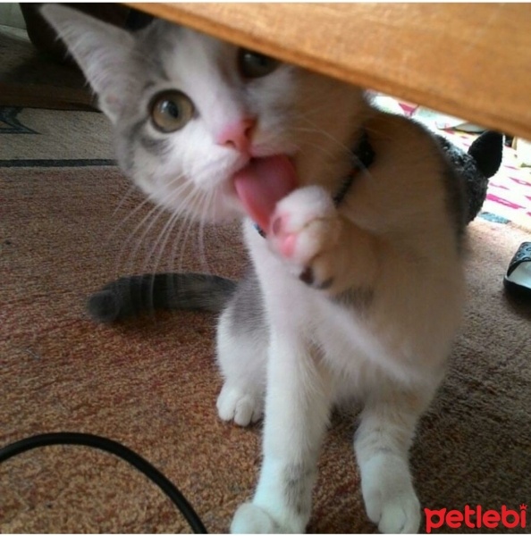 Tekir Kedi, Kedi  Lucy fotoğrafı