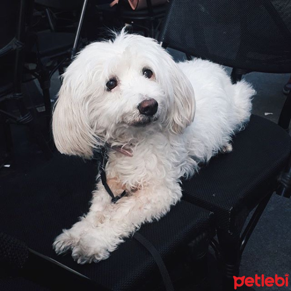 Tibet Terrieri, Köpek  Daisy fotoğrafı
