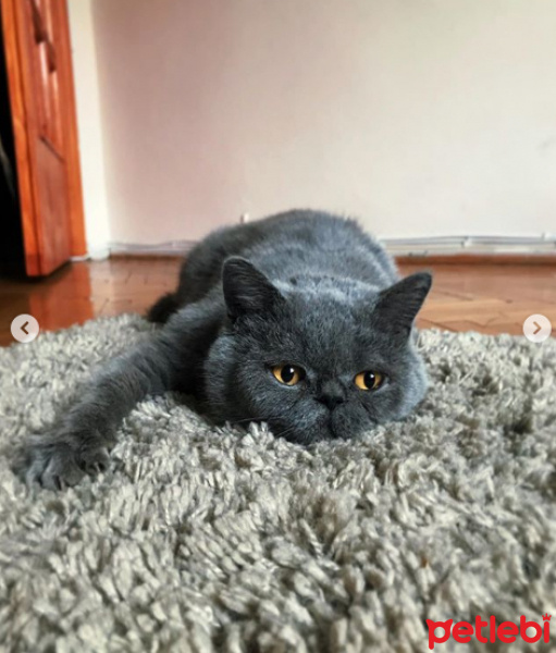 British Shorthair, Kedi  Mars fotoğrafı