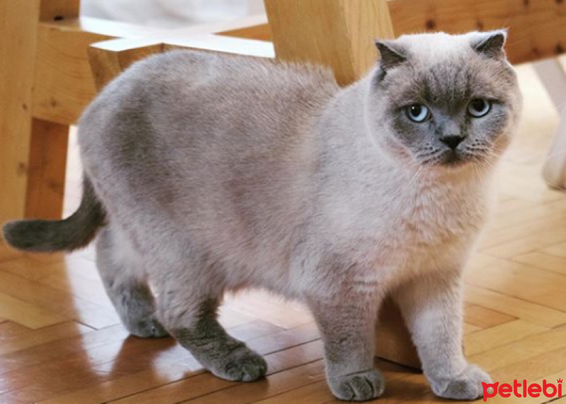 Scottish Fold, Kedi  Blue fotoğrafı