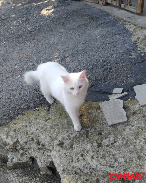 Ankara Kedisi, Kedi  Aşk fotoğrafı
