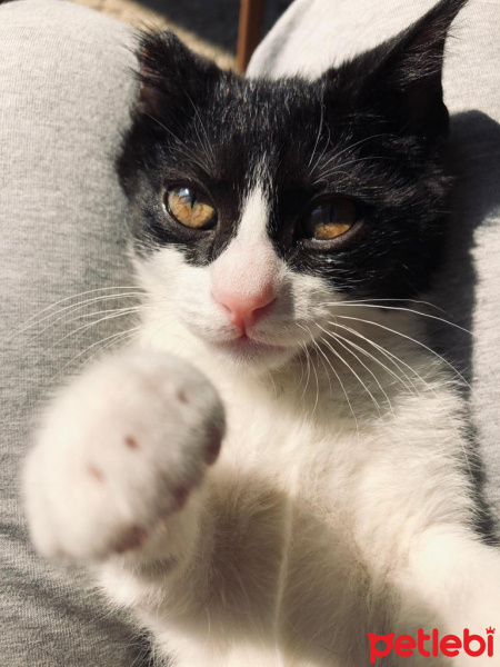 Tekir Kedi, Kedi  Money fotoğrafı