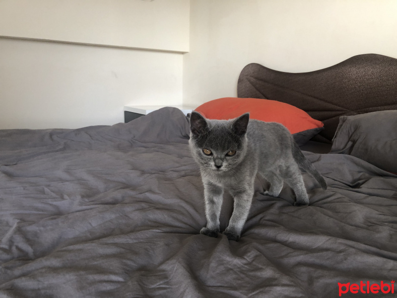 British Shorthair, Kedi  Sherlock fotoğrafı