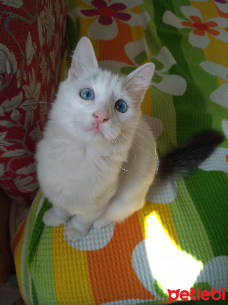 Ankara Kedisi, Kedi  Boyoz fotoğrafı