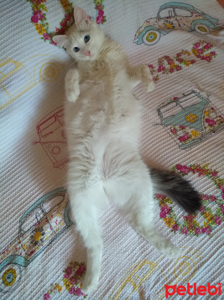 Ankara Kedisi, Kedi  Boyoz fotoğrafı