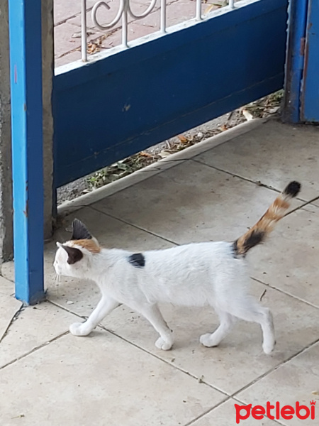 Tekir Kedi, Kedi  Pamuk fotoğrafı