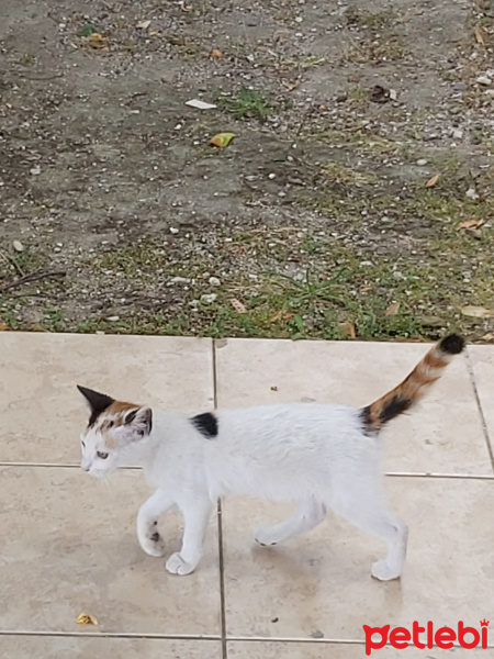 Tekir Kedi, Kedi  Pamuk fotoğrafı