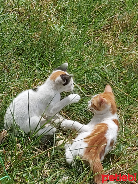 Tekir Kedi, Kedi  Pamuk fotoğrafı