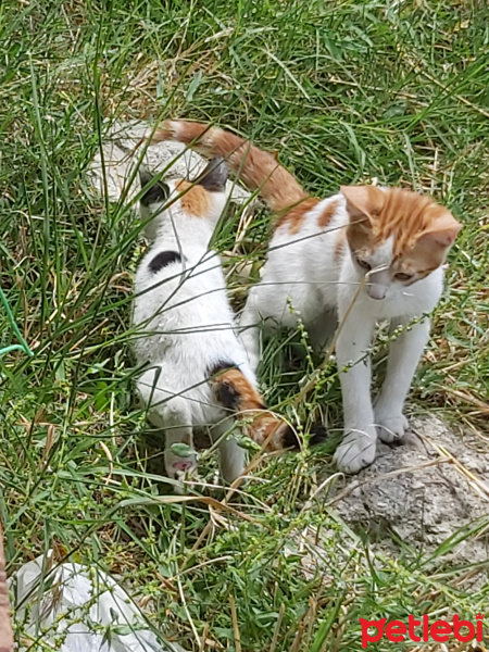 Tekir Kedi, Kedi  Pamuk fotoğrafı