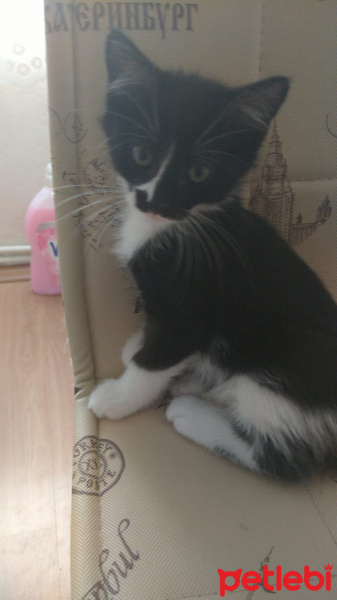 Tekir Kedi, Kedi  çılgın fotoğrafı