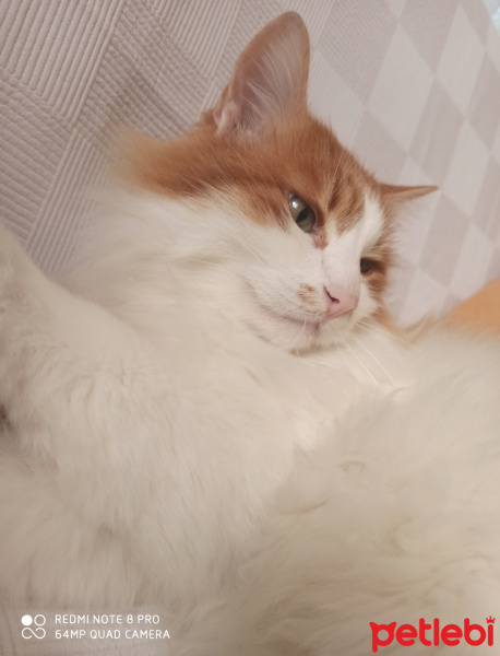 Tekir Kedi, Kedi  Çakıl fotoğrafı