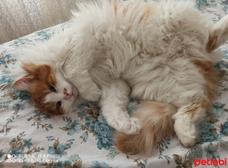 Tekir Kedi, Kedi  Çakıl fotoğrafı