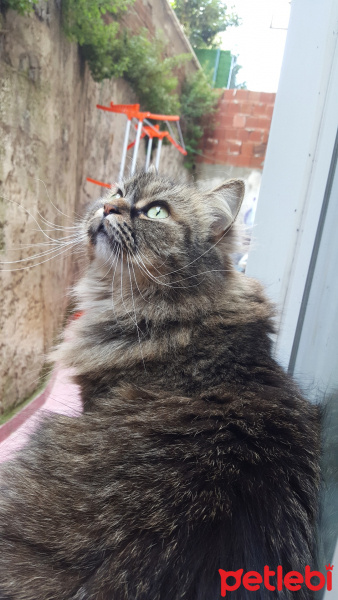 Abyssinian, Kedi  Lili fotoğrafı