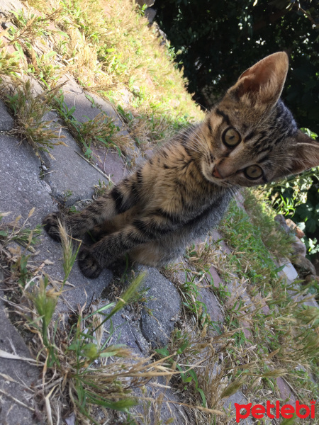 Tekir Kedi, Kedi  Uğur fotoğrafı