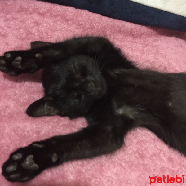 Tekir Kedi, Kedi  Gece fotoğrafı