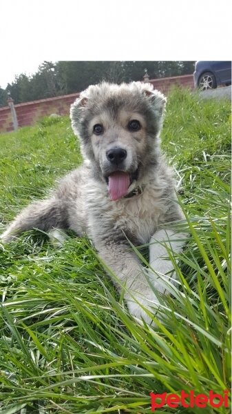 Alabay (Alabai), Köpek  Alaş fotoğrafı