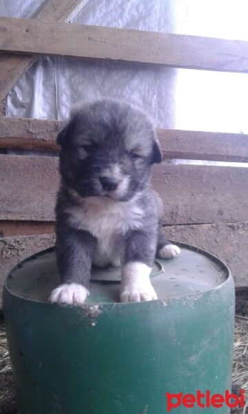 Alabay (Alabai), Köpek  Alaş fotoğrafı