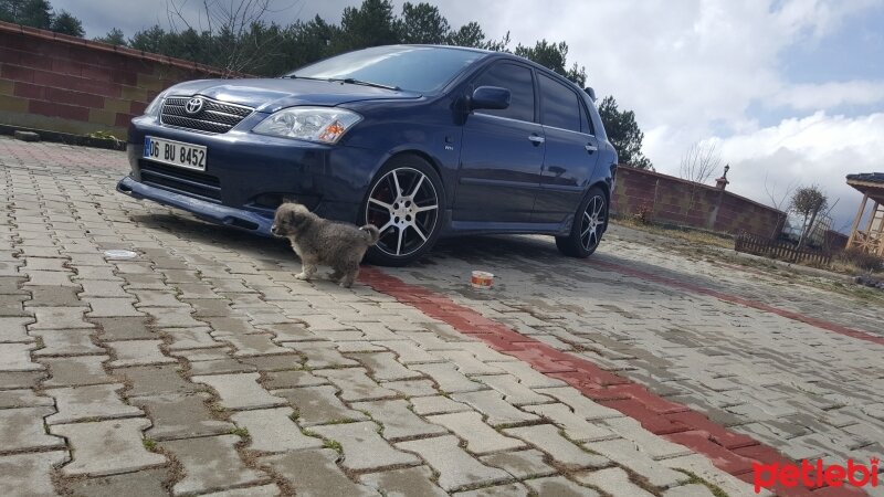 Alabay (Alabai), Köpek  Alaş fotoğrafı