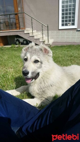 Alabay (Alabai), Köpek  Alaş fotoğrafı