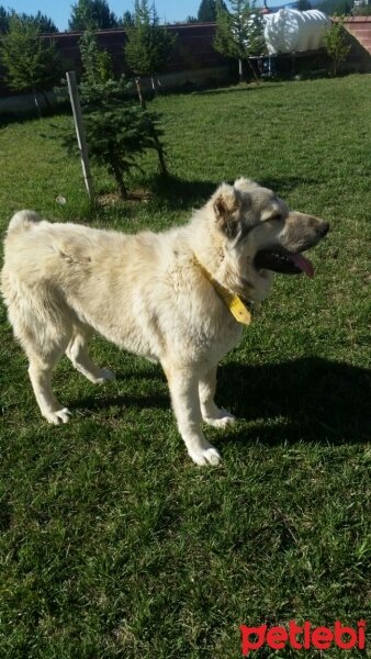 Alabay (Alabai), Köpek  Alaş fotoğrafı