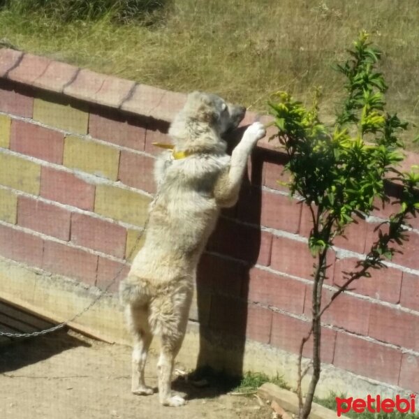 Alabay (Alabai), Köpek  Alaş fotoğrafı