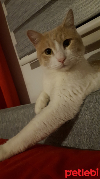 Tekir Kedi, Kedi  Aslan fotoğrafı